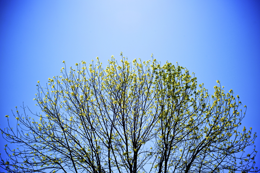 spring_tree_landscape_design